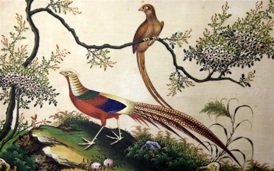 A pair of Chinese pith paintings of pheasants, 19th century, 18.5 x 30cm, later framed and glazed